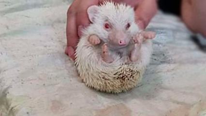 В Нижнекамске продаётся редкий ёжик-альбинос - НТР 24