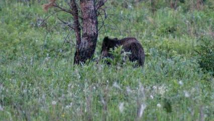 Жительница Нижнекамска встретила кабана во время прогулки - НТР 24