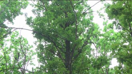 Гидрометцентр Татарстана объявил штормовое предупреждение - НТР 24