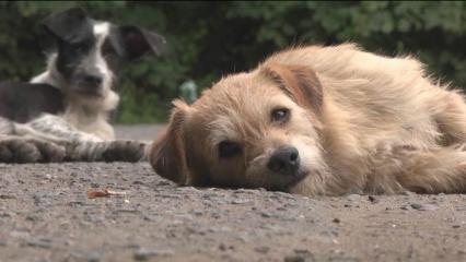 Жительница Нижнекамска опубликовала видео, как дети кидают камни в собаку
