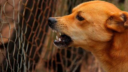 В Татарстане стая бродячих собак напала на семилетнего ребёнка