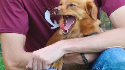 В Татарстане депутаты предложили ввести обязательную регистрацию домашних животных - НТР 24