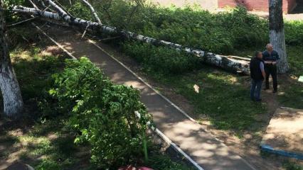 В Нижнекамске ветер повалил дерево на пр.Строителей - НТР 24