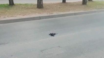 Житель Нижнекамска стал свидетелем массовой гибели птиц - НТР 24