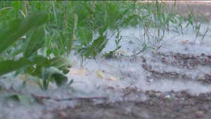 В Нижнекамске дети поджигают тополиный пух - НТР 24