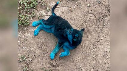 В Татарстане были найдены синие щенята