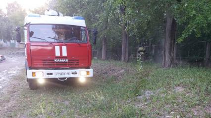 Жительница Нижнекамска жалуется на спиленные березы и пожароопасный пух - НТР 24