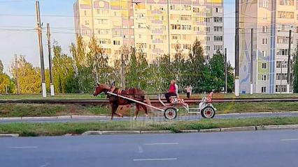 В Нижнекамске заметили повозку с лошадью - НТР 24