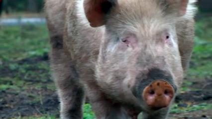 В Нижнекамском районе отменён карантин по африканской чуме свиней - НТР 24