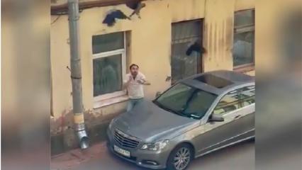 В Татарстане вороны напали на водителя «Мереседеса»