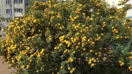 Нижнекамцы восхитились огромным розовым кустом во дворе дома - НТР 24