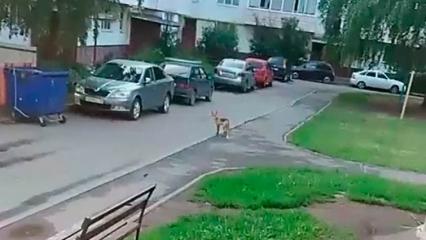 Житель Нижнекамска снял на видео дикого зверя, гуляющего по городу - НТР 24