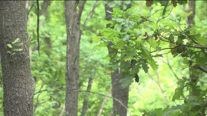 Жителям Нижнекамска и района на время запретили посещать леса - НТР 24