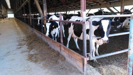 Коров готовят к конкурсу - НТР 24