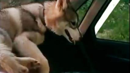 В Татарстане хозяин хаски оставил собаку на жаре в машине из-за беременной жены
