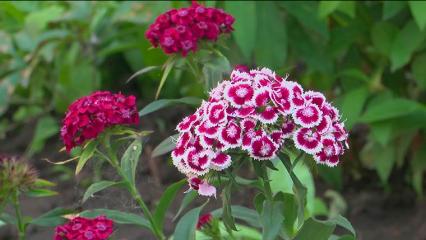 Самый цветочный двор в Нижнекамске стал победителем конкурса