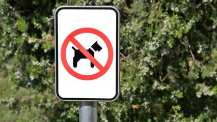 Управление образования обязало школы Нижнекамска установить знаки о запрете выгула собак - НТР 24