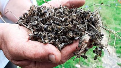 В Татарстане пчеловоды усилят сотрудничество с минсельхозом республики