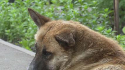Нижнекамка осталась без укола от бешенства после укуса собаки - НТР 24