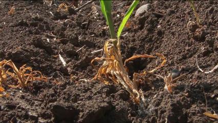 Дачники под Нижнекамском сидят без воды из-за сломанного насоса - НТР 24