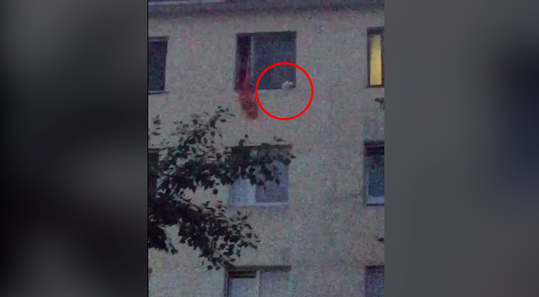 В Нижнекамске кот застрял на карнизе 5 этажа из-за шторы