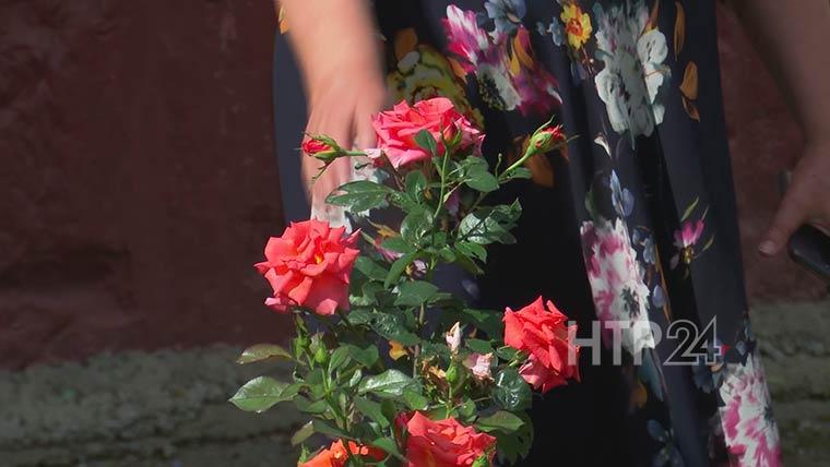 В Нижнекамске жительница девятиэтажки развела огород у себя под окном