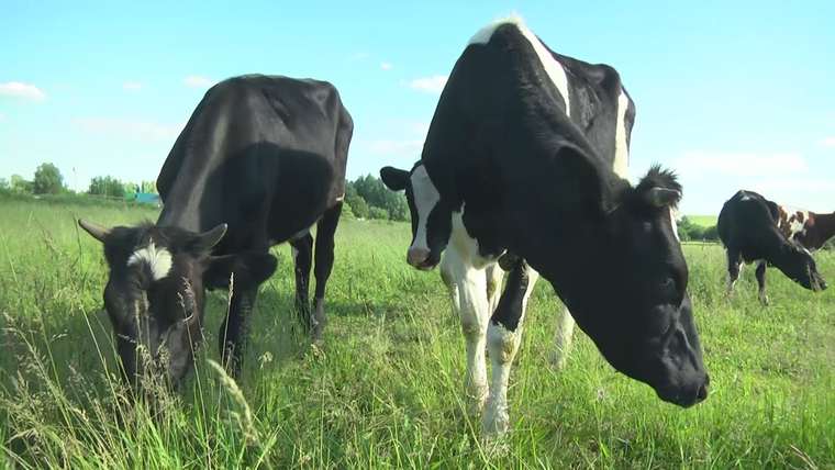 Нижнекамские фермеры могут получить субсидии на содержание коров и коз