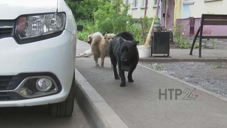 Исполком Нижнекамского района нашёл фирму для отлова бездомных собак