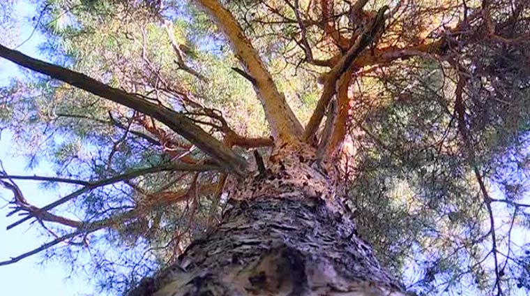 Жители Нижнекамска пожалели дерево, которое ежедневно поливается