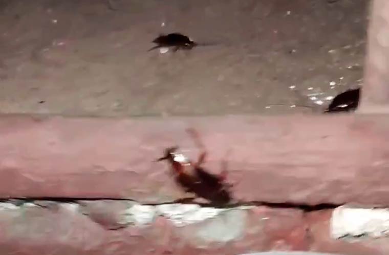Жителям одного из домов в Нижнекамске приходится уживаться с большими черными тараканами