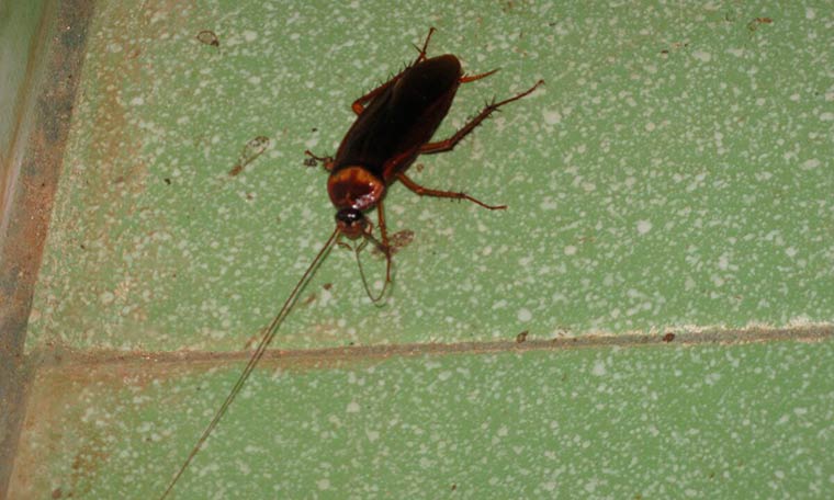 «Так много, что хруст под ногами стоит»: жители Нижнекамска устали бороться с тараканами