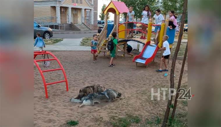В Нижнекамске вновь замечены бездомные собаки на детских площадках