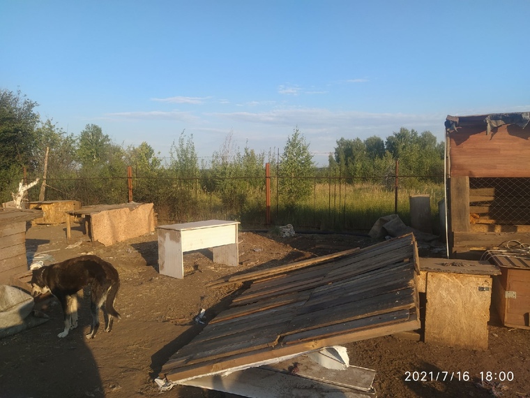 В Нижнекамске обокрали частный приют для бездомных животных