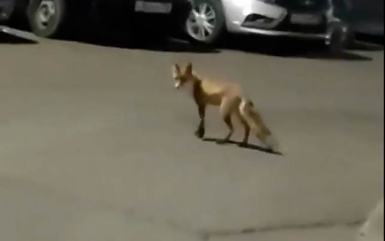 Житель Нижнекамска снял на видео бегающую в городе лису