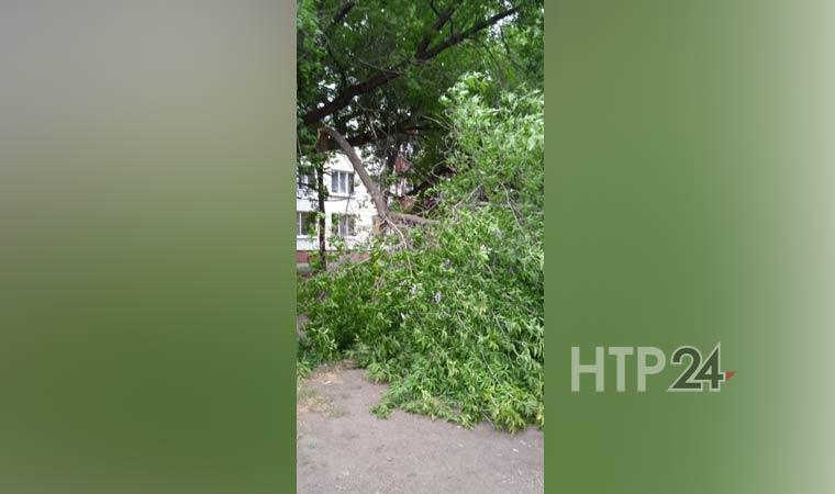 Сломанное порывами ветра дерево на ул.Юности в Нижнекамске