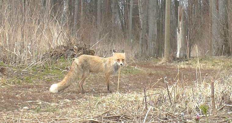 В селе под Нижнекамска лиса нападает на домашних животных