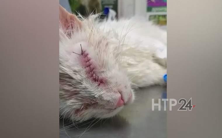 Коту с выколотыми глазами сделали операцию, волонтёр из Нижнекамска заберет его себе
