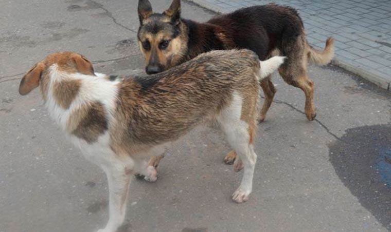 Нижнекамцы набросились на женщину, пожаловавшуюся на бродячих собак в экопарке