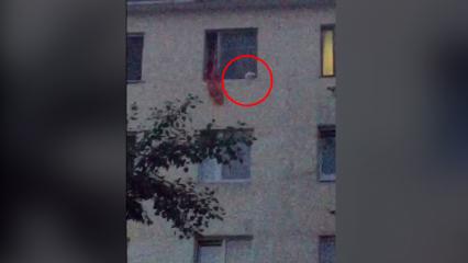 В Нижнекамске кот застрял на карнизе 5 этажа из-за шторы