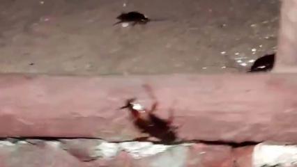 Жителям одного из домов в Нижнекамске приходится уживаться с большими черными тараканами