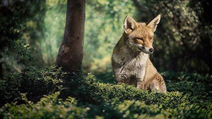 Жители села под Нижнекамском переживают из-за соседства с лисами - НТР 24