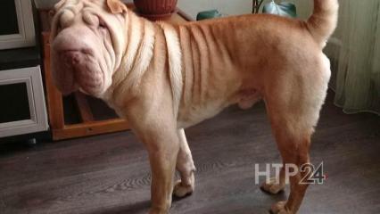 Зоозащитница из Нижнекамска рассказала о пропавшем деле в отношении убийцы пса Барона - НТР 24