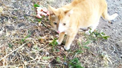 Неравнодушная нижнекамка рассказала душераздирающую историю о рыжей кошке - НТР 24