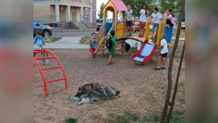 В Нижнекамске вновь замечены бездомные собаки на детских площадках - НТР 24