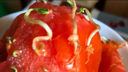 Жительница Татарстана на утро обнаружила «овощ-монстр»