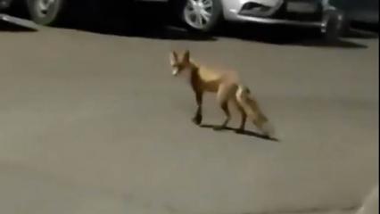 Житель Нижнекамска снял на видео бегающую в городе лису - НТР 24