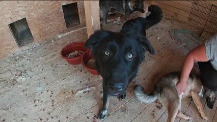 Приют для животных в Нижнекамске находится на грани закрытия - НТР 24