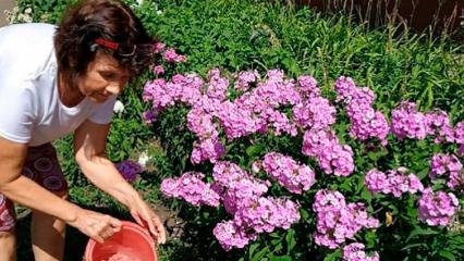 В Нижнекамске проходит акция «Ведро воды не жалко» - НТР 24