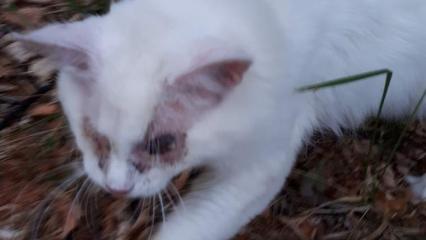 В Нижнекамске нашли кота с выколотыми глазами - НТР 24