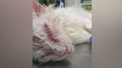 Коту с выколотыми глазами сделали операцию, волонтёр из Нижнекамска заберет его себе - НТР 24